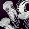 25  Cecile Derel - Pacific sea nettles